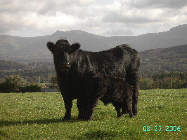 הוילה לאנבריס Tyddyn Perthi Farm מראה חיצוני תמונה
